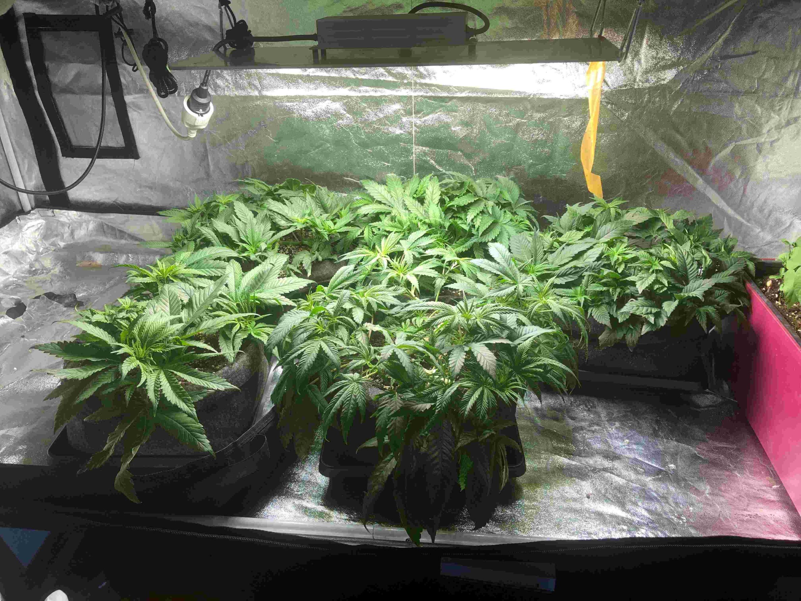 Growing Cannabis Indoor