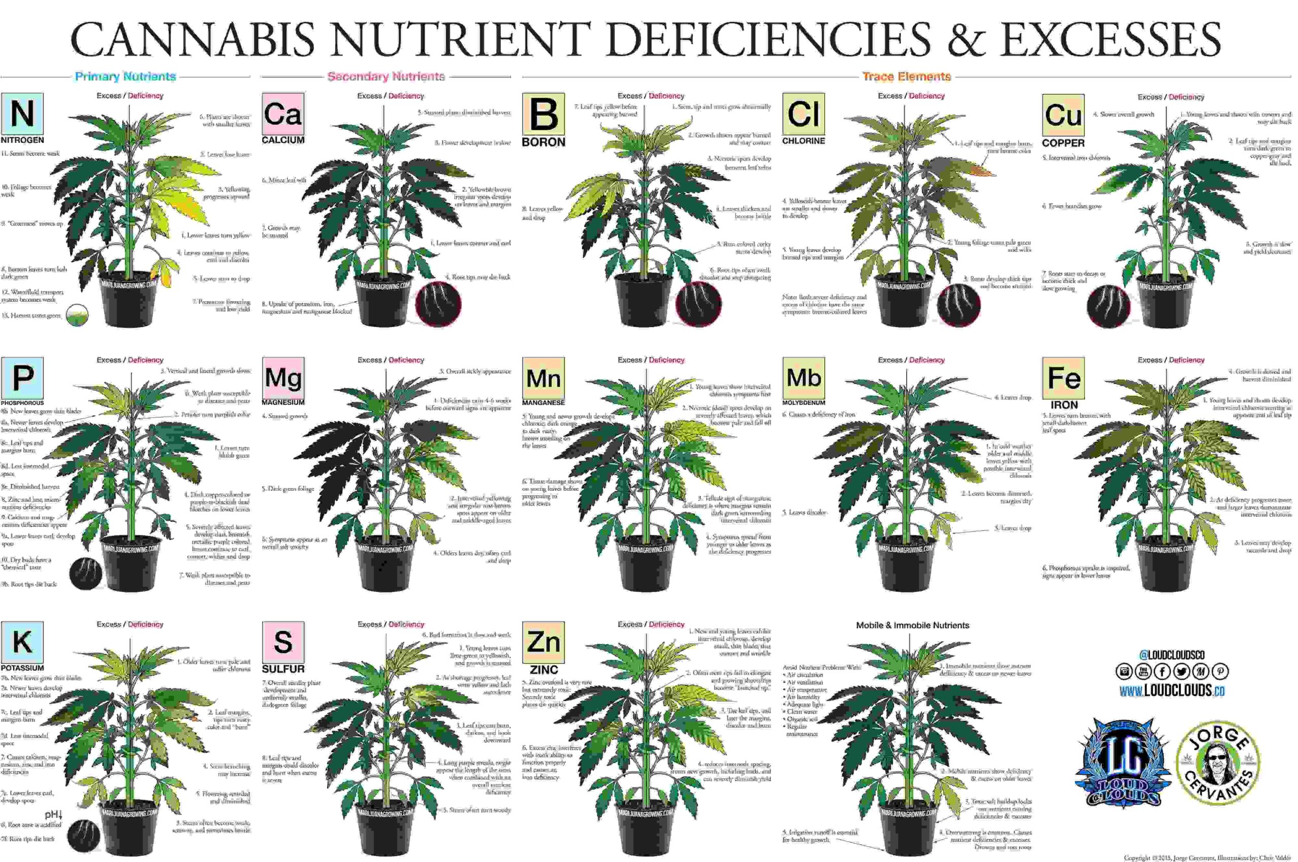 Identifying nutrient excesses and deficiencies in cannabis.